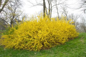 Forsythia at Arnold Arboretum, Jamaica Plain MA