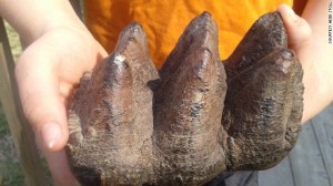 Part of a mastodon tooth