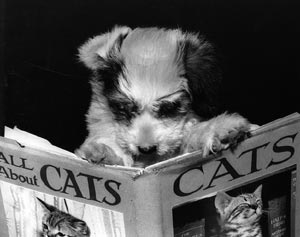 dog_reading_catbook