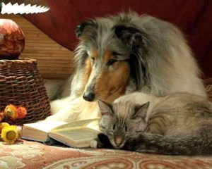 dog-reading-cat-sleeping_zps02c52057