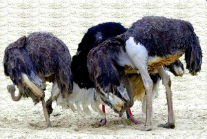 Ostriches-head-in-sand2
