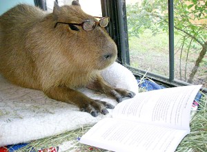 brazilian pig reading
