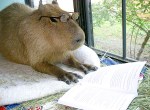 brazilian pig reading