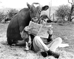 cow reading