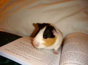 hamster reading