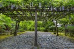 Wisteria in Bloom at Portland Japanese Garden&nbsp;Path