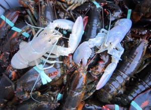 Extremely rare white lobsters