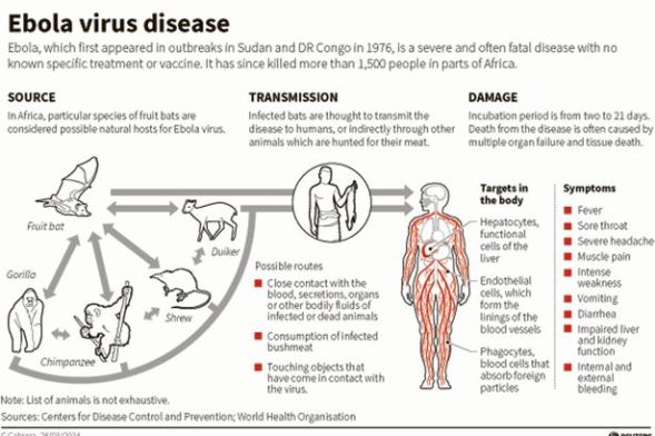 Ebola-Virus-Graphic