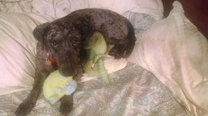 Temple with stuffed animals