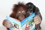 animals reading1