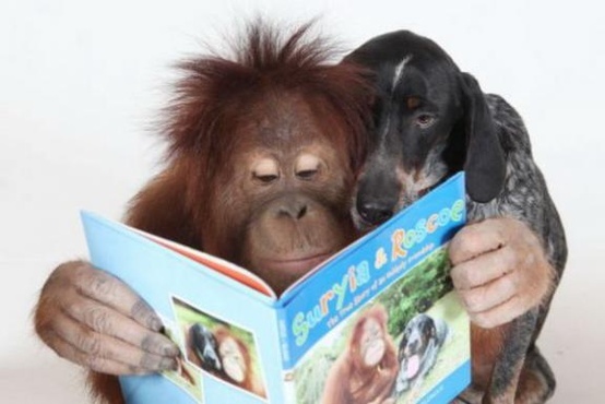 animals reading1