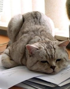 exhausted-cat_244724-422x_large