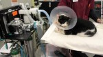 Bart being a very good and brave kitty getting ready for&nbsp;sedation.
