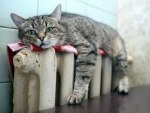 cat on radiator1