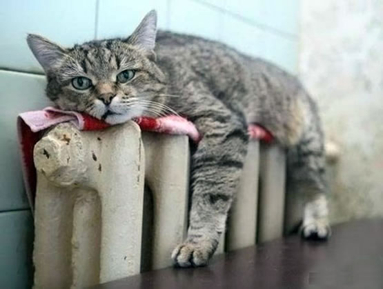 cat on radiator1