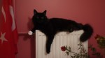 cat on radiator10