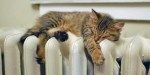 cat on radiator5
