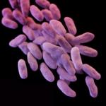 CRE superbug