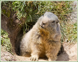 groundhog-removal