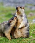 groundhogs07