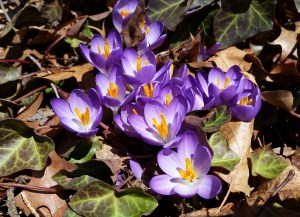 Crocus in Boston