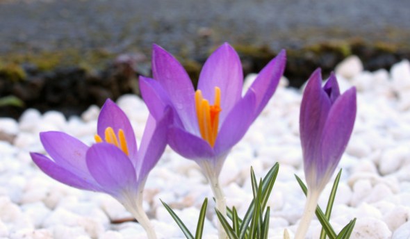 crocus snow