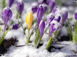 crocuses-in-snow