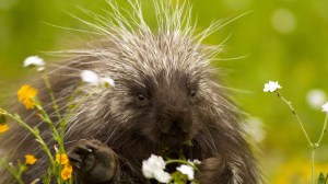 porcupine-spring