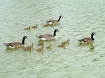 Prospect-Park-Geese-Gassing1