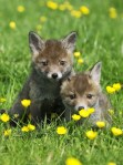 Red-fox-cubs