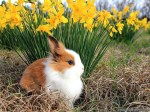 spring-animals-wallpapers-1024×768