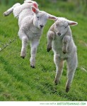 spring-lamb-pictures-cute-baby-animal-pics