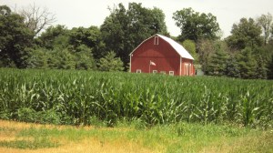 Indiana corn, "knee high by the Fourth of July."