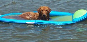 dog-days-of-summer (1)