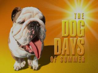 dog_days_summer