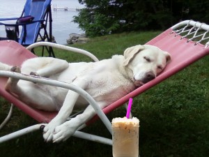 DogDays-wIcedCoffee