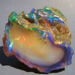 opalized wood