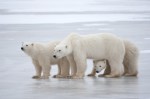 Polar Bear (Ursus maritimus) mother and cubs. Churchill, Manitoba,&nbsp;Canada