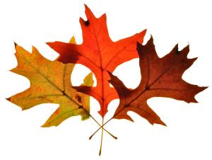 autumn-leaves-2-mark-fuller