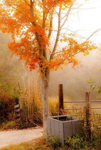 Burst of Orange, Jean Sheridan