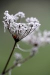 3833.web_seedhead.jpg-580×0
