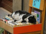 bitwcatsleepingonbookcart_thumb