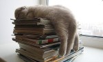 cat asleep with&nbsp;books