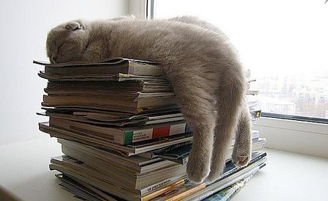 cat asleep with books