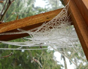 frozen spider web