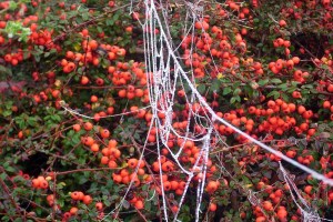 frozen_spider_web_spinnenweb_cotoneaster_CoralBeauty