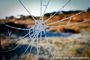 spiders web frozen ireland jan 2010