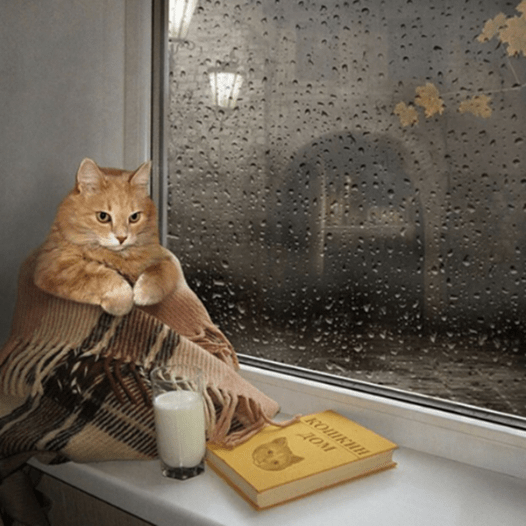 12728773_536326296529018_26370229460464076_n