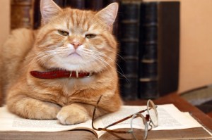 Closeup of ginger cat lying on old book near spectacles on books background