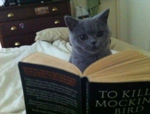 Top-10-Images-of-Cats-Reading-Books-7